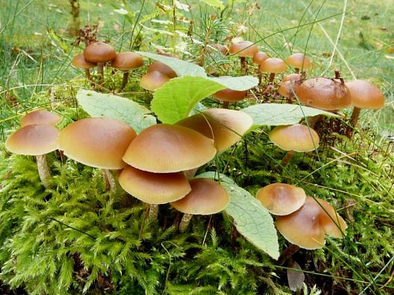 čepičatka jehličnanová - Kapucňovka okrovohnědastá Galerina marginata (Batsch) Kühner