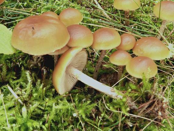 čepičatka jehličnanová - Kapucňovka okrovohnědastá Galerina marginata (Batsch) Kühner