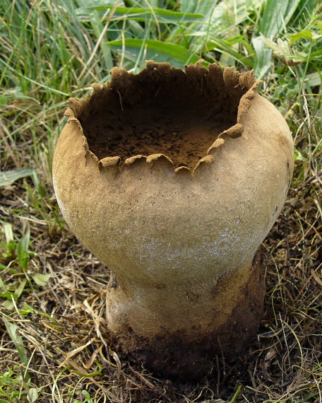 rozpadavec dlabaný Lycoperdon utriforme Bull.