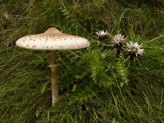 bedľa vysoká Macrolepiota procera (Scop.) Singer