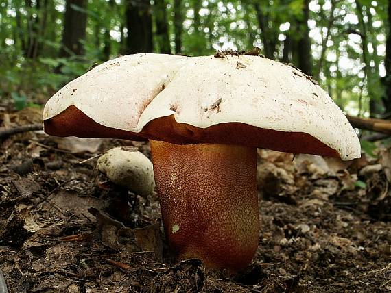 hríb purpurový Rubroboletus rhodoxanthus Kuan Zhao &amp; Zhu L. Yang