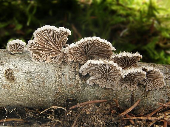 klanolupeňovka obyčajná Schizophyllum commune Fr.