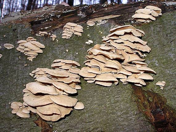 pňovka obyčajná Panellus stipticus (Bull.) P. Karst.