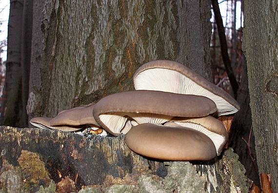 hliva ustricovitá Pleurotus ostreatus (Jacq.) P. Kumm.