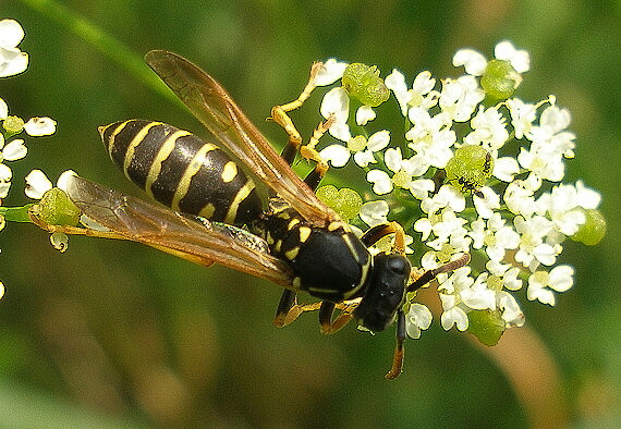 osa pôvabná  Polistes bischoffi