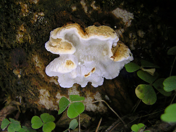 trúdnikovček radový Antrodia serialis (Fr.) Donk