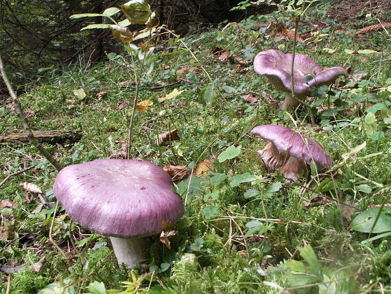 pavučinovec modrý? Cortinarius caerulescens (Schaeff.) Fr.