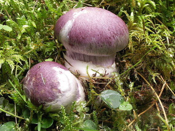 pavučinovec modrý? Cortinarius caerulescens (Schaeff.) Fr.