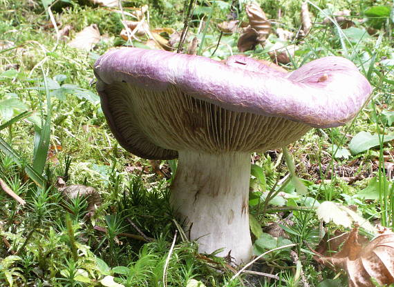 pavučinovec modrý? Cortinarius caerulescens (Schaeff.) Fr.