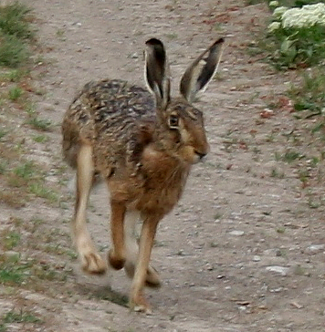 zajac poľný Lepus europaeus