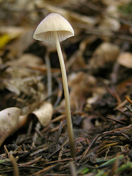 prilbička Mycena sp.