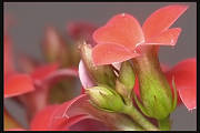 sukulent kalanchoe blossfeldiana (kultivar "kerinci")