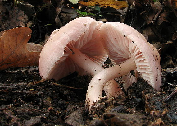 prilbička ružovkastá Mycena rosea Gramberg