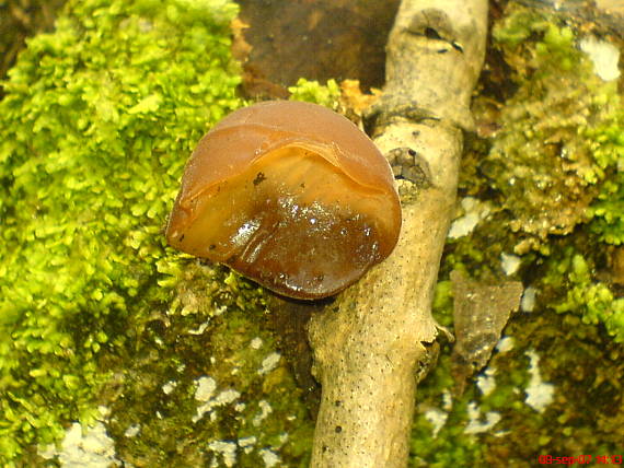 uchovec bazový Auricularia auricula-judae (Bull.) Quél.