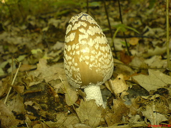 hnojník strakatý Coprinopsis picacea (Bull.) Redhead, Vilgalys & Moncalvo