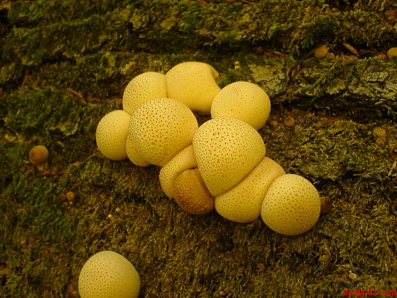 prášnica hruškovitá Lycoperdon pyriforme Schaeff.