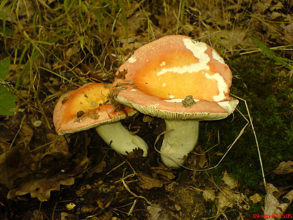 plávka Russula sp.