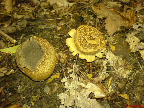 pestrec Scleroderma sp.