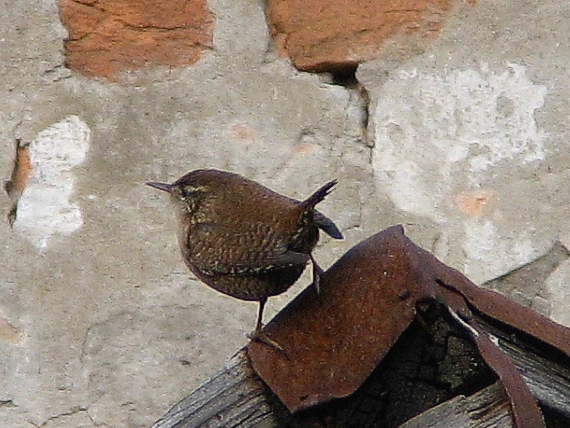 oriešok hnedý Troglodytes troglodytes