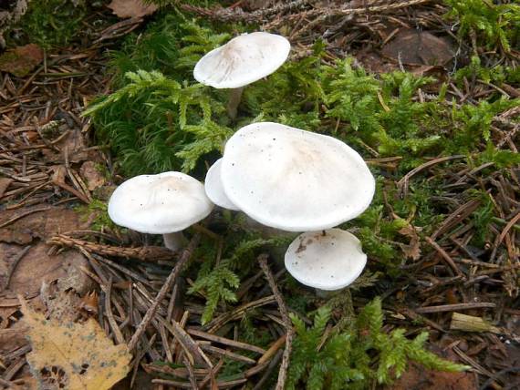 strmělka listomilná -Strmuľka hrabanková Clitocybe phyllophila