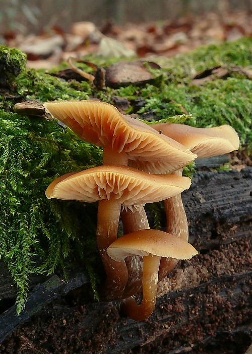 kapucňovka Galerina sp.