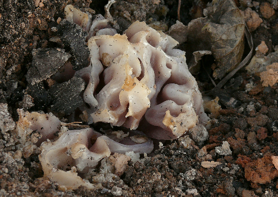 čiaška Peziza proteana f. sparassoides (Boud.) Korf