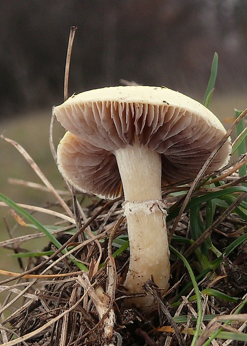 golierovka ovenčená Stropharia coronilla (Bull.) Quél.