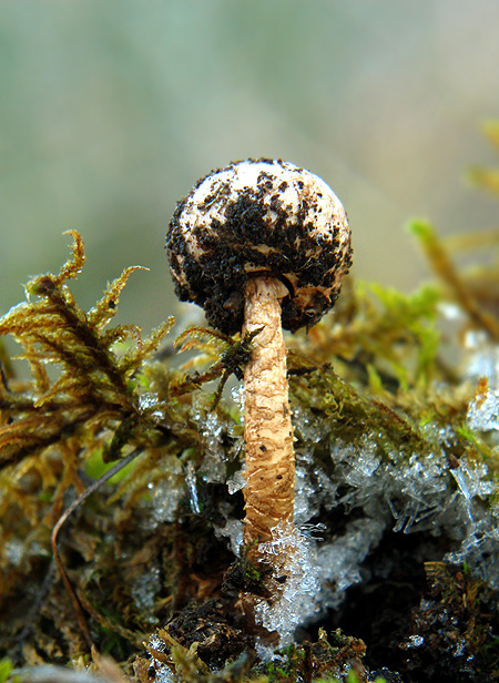 stopkovec zimný Tulostoma brumale Pers.