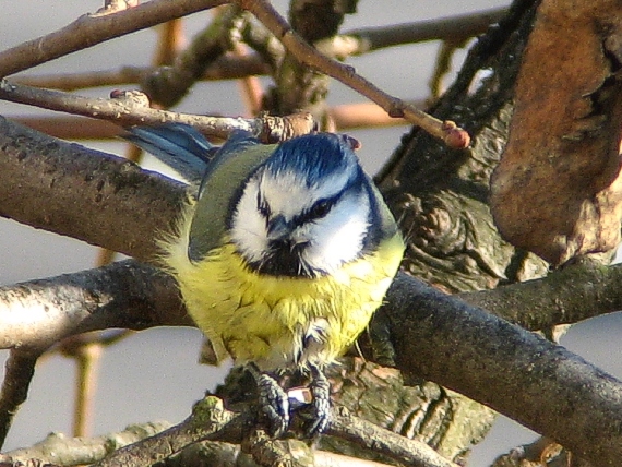 sýkorka belasá Parus caeruleus