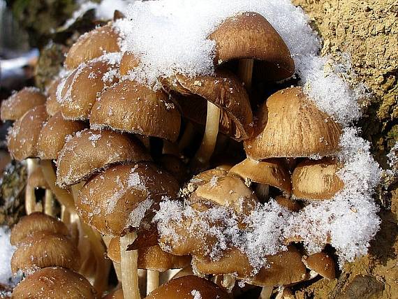 drobuľka Psathyrella sp.