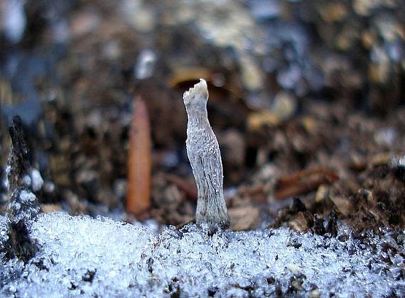 drevnatec parohatý Xylaria hypoxylon (L.) Grev.