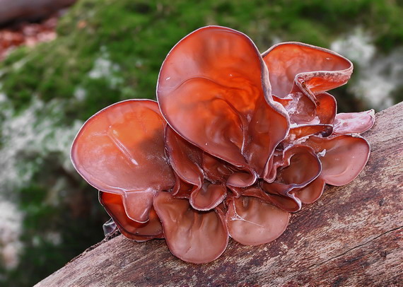 uchovec bazový Auricularia auricula-judae (Bull.) Quél.