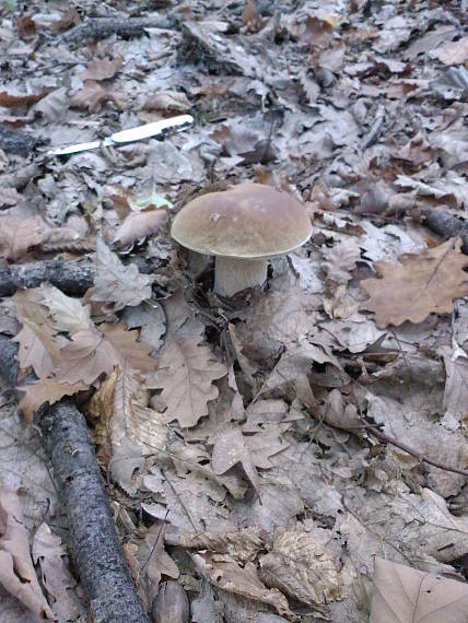 hríb dubový Boletus reticulatus Schaeff.