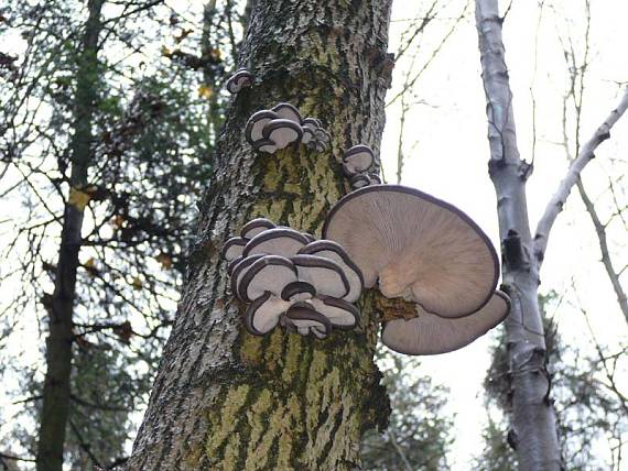 hliva ustricovitá Pleurotus ostreatus (Jacq.) P. Kumm.