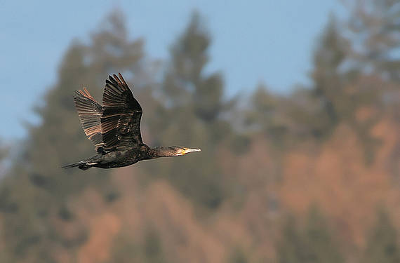 kormorán veľký (Phalacrocorax carbo)