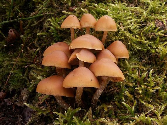 kapucňovka okrovohnedastá Galerina marginata (Batsch) Kühner