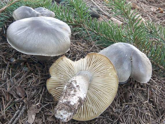 čirůvka mýdlová šupinatá - Čírovka mydlová šupinkatá Tricholoma saponaceum var. squamosum (Fr.) P. Kumm.