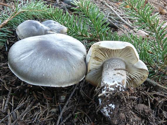 čirůvka mýdlová šupinatá - Čírovka mydlová šupinkatá Tricholoma saponaceum var. squamosum (Fr.) P. Kumm.