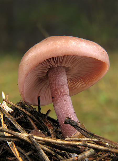 pôvabnica ružovkastá Lepista sordida (Schumach.) Singer