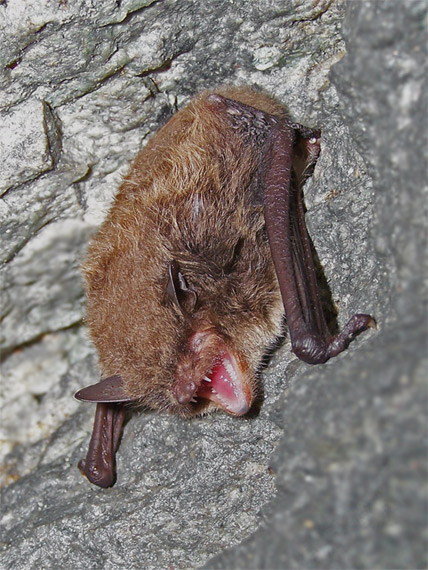 netopier brvitý Myotis emarginatus