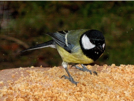 sýkorka bielolíca Parus major