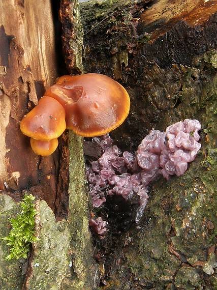 vrtidlovka a Plamienka zimná Ascocoryne sp. a Flammulina velutipes