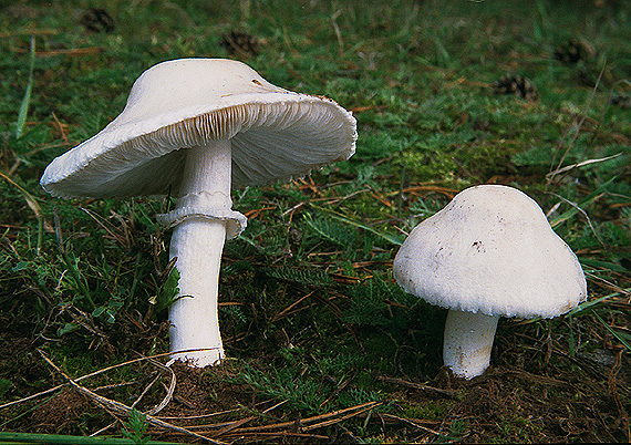 bedlica ružovolupeňová Leucoagaricus leucothites (Vittad.) Wasser