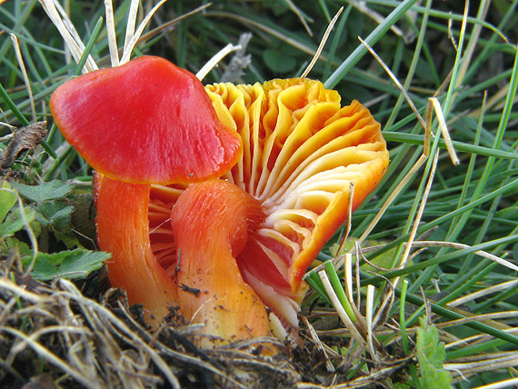 lúčnica Hygrocybe sp.