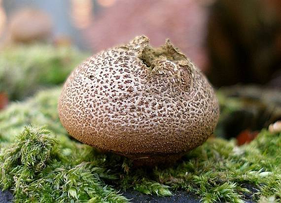 prášnica hruškovitá Lycoperdon pyriforme Schaeff.