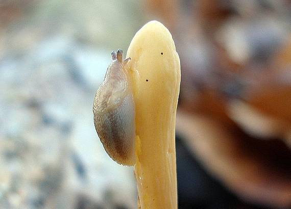 kyjovka rúrkovitá Macrotyphula fistulosa (Holmsk.) R.H. Petersen