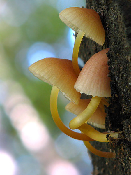 prilbička žltohlúbiková Mycena renati Quél.