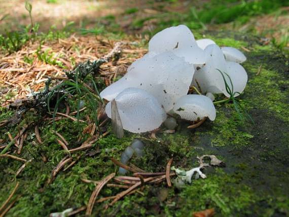 pajelenka želatínová Pseudohydnum gelatinosum (Scop.) P. Karst.