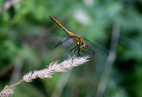 vážka červená Sympetrum sanguineum