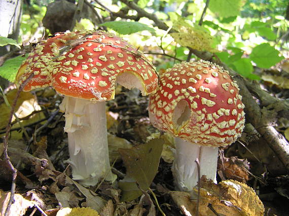 muchotrávka červená Amanita muscaria (L.) Lam.